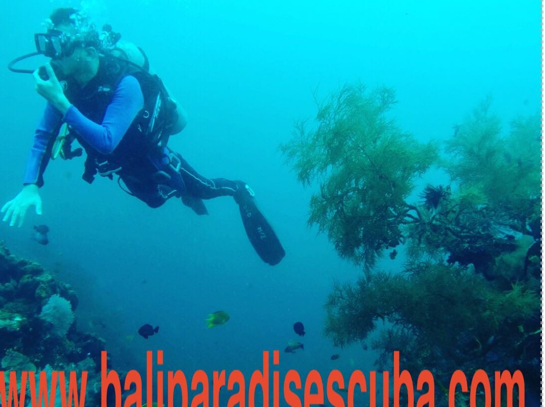 Bali Paradise Scuba-沙努尔必去景点