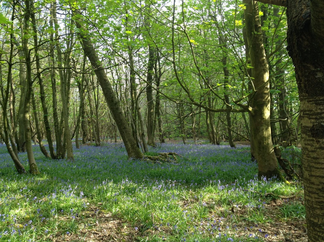 Stanmer Park景点图片