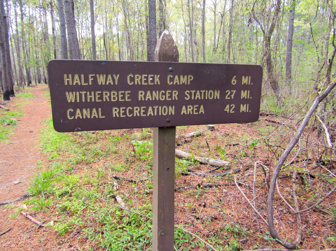 Francis Marion National Forest-Huger必去景点