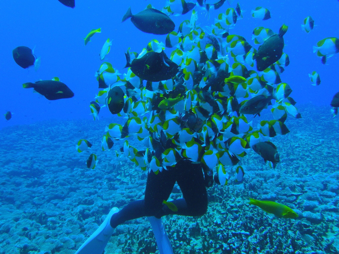 Scuba Diving in Saipan CLMC Artha景点图片