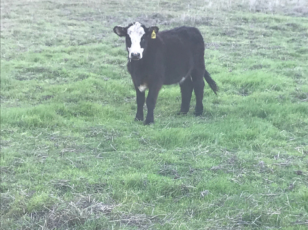 Palo Corona Regional Park-卡梅尔必去景点