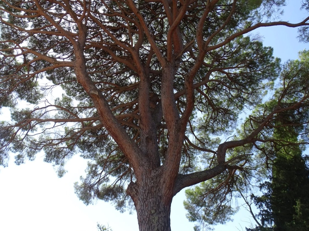 Savinska Dubrava Park景点图片