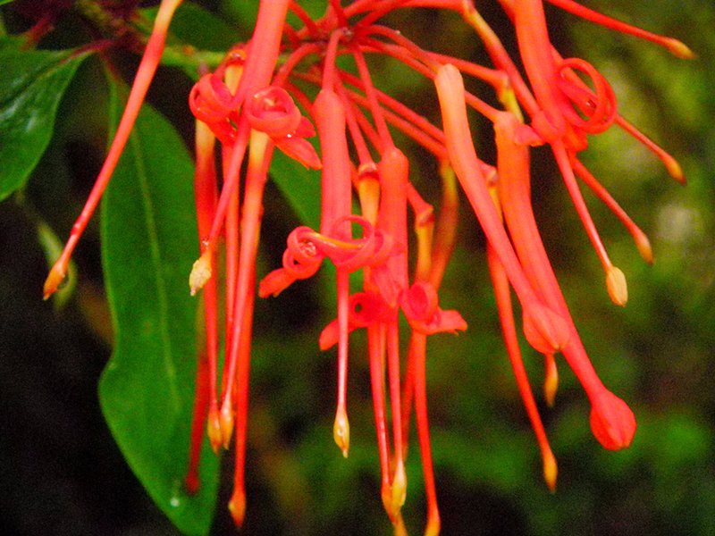 Transpatagonia Tour Service-Frutillar必去景点