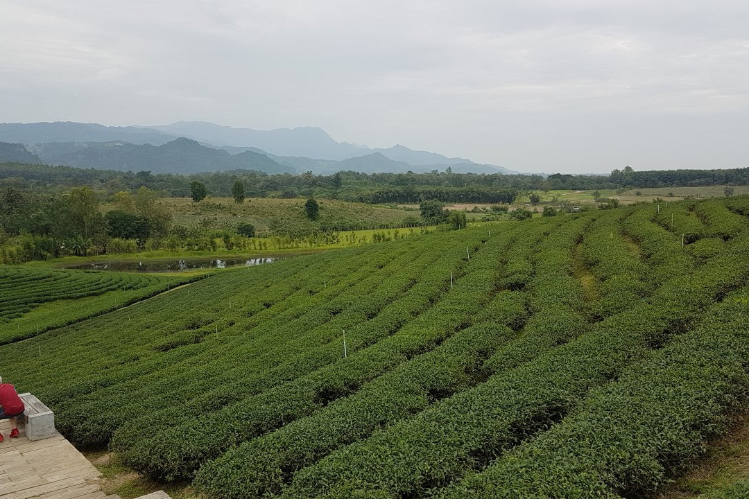 Tea Plantations-美斯乐必去景点