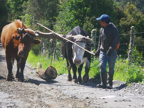 Transpatagonia Tour Service-Frutillar必去景点