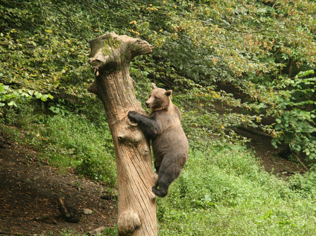 Absolute Carpathian-布拉索夫必去景点