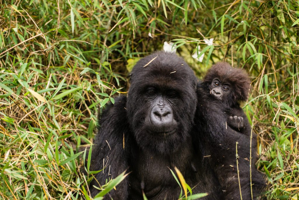 Marlene Africa Safaris-坎帕拉必去景点