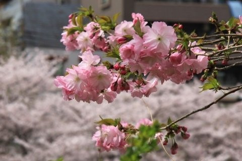 Nakameguro Park-Nakameguro必去景点