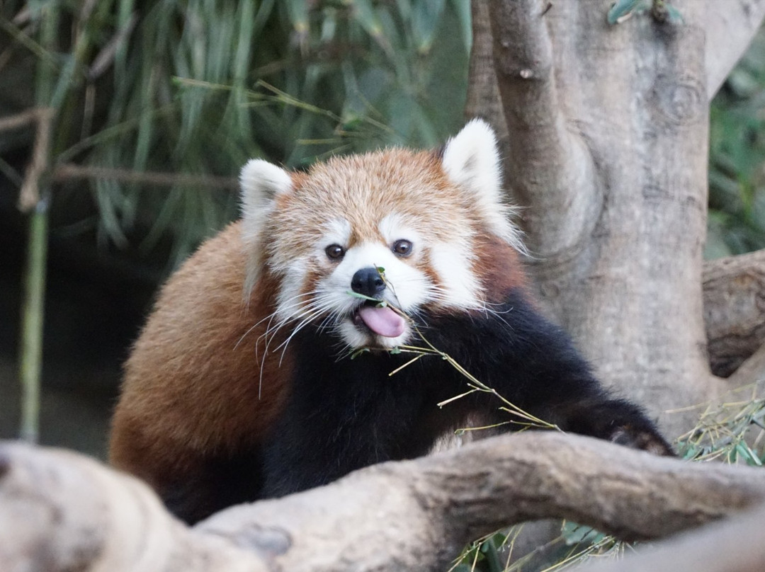 神戶動物王國-神户市必去景点