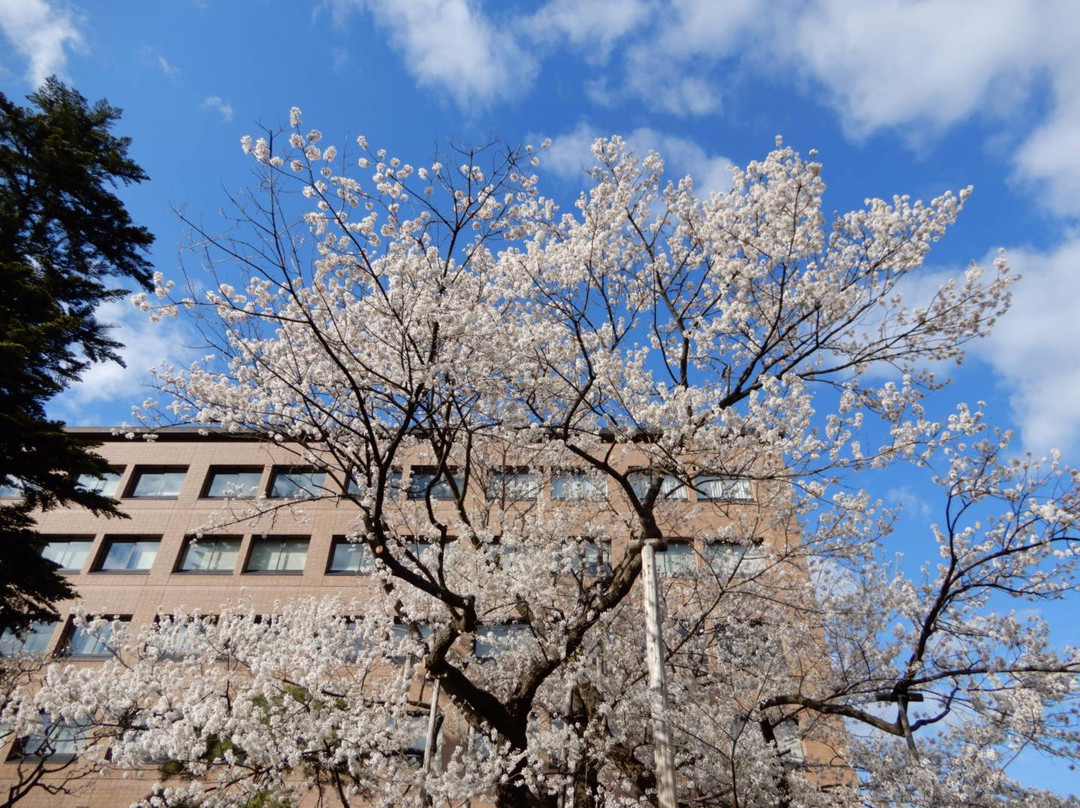 Rock-breaking Cherry Tree-盛冈市必去景点