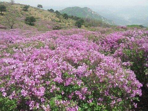 Hwangmaesan County Park-陕州郡必去景点