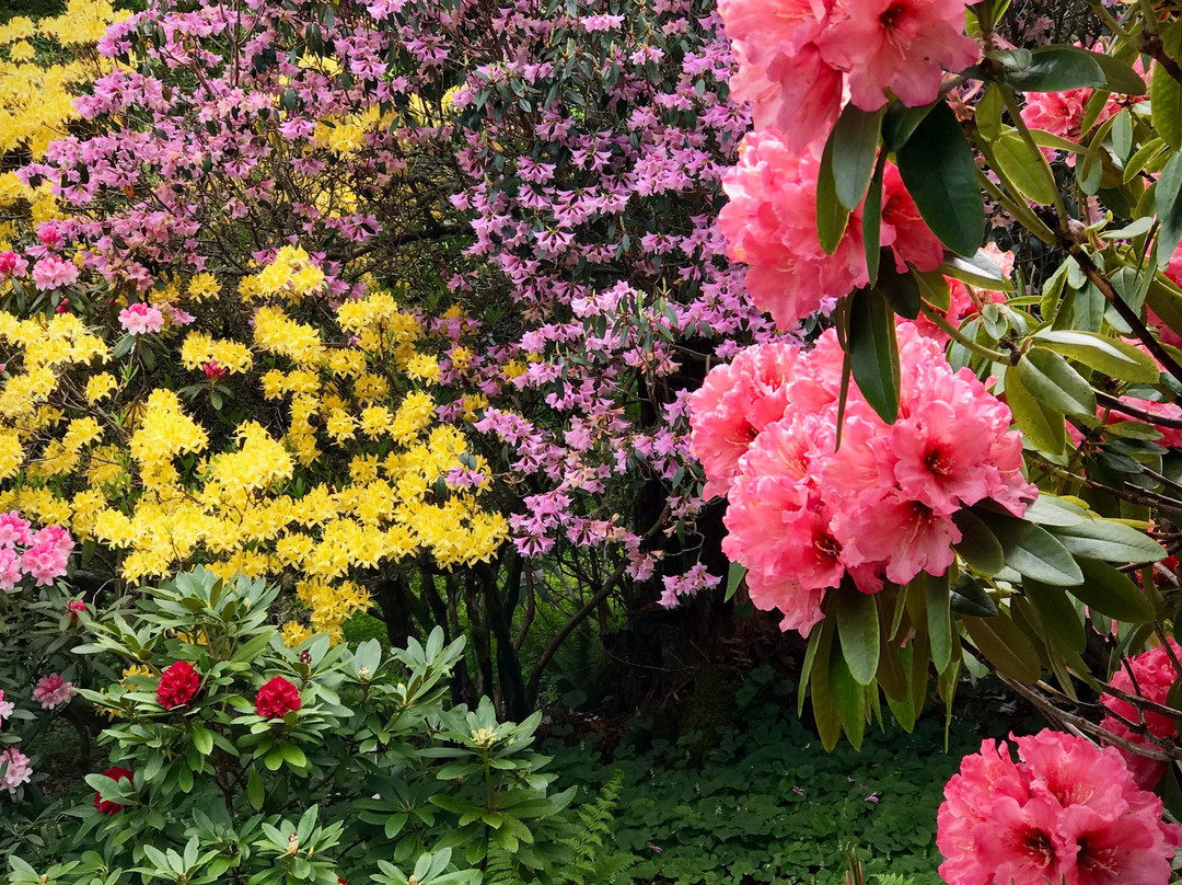 Meerkerk Gardens景点图片