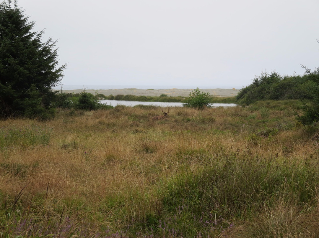 Oregon Redwood Trail-布鲁金斯必去景点