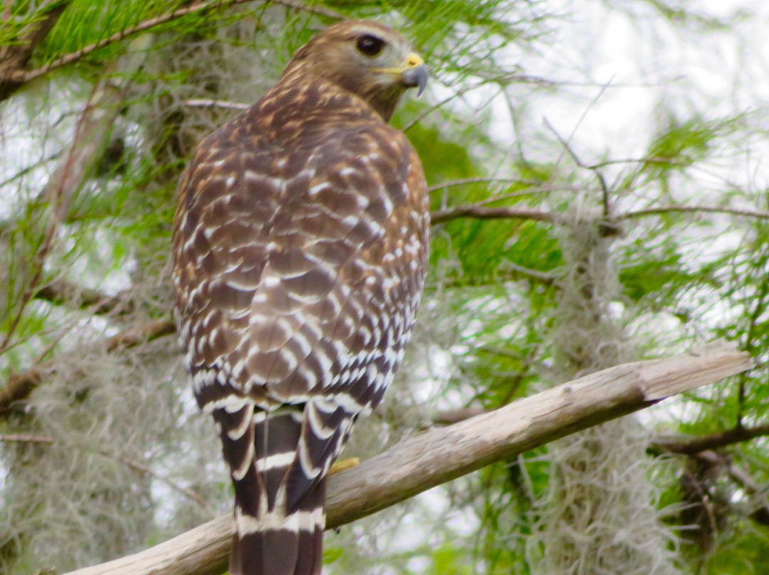 Wentworth Golf Club-塔彭斯普林斯必去景点