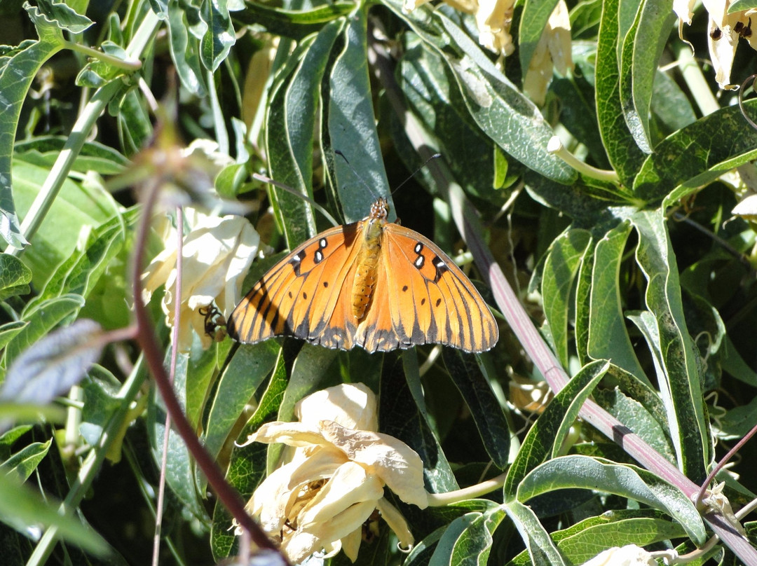Sherwood Demonstration Garden-普莱瑟维尔必去景点