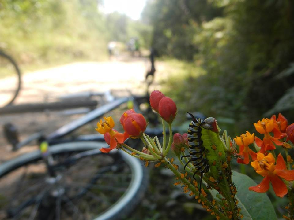 Parque Natural Municipal do Trabiju-Pindamonhangaba必去景点