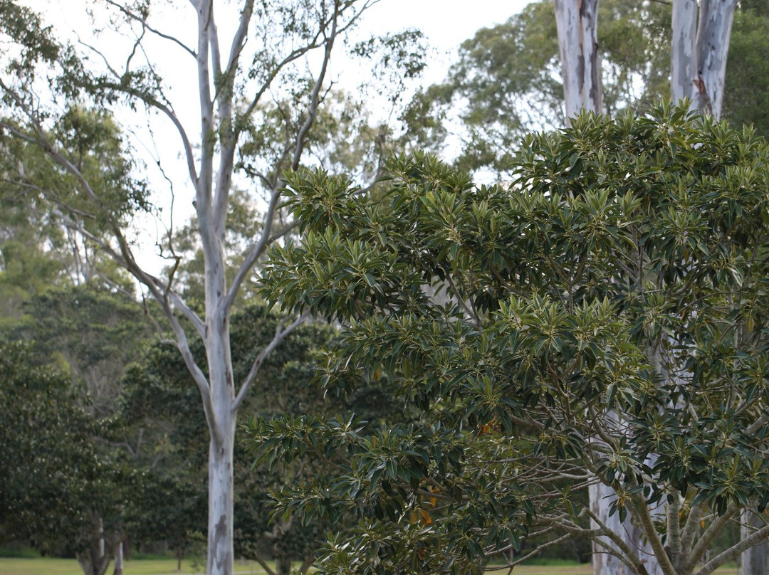 Capalaba Regional Park景点图片