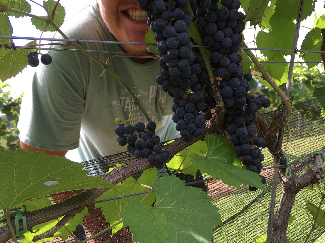 Cellar 53 Winery-Brush Creek必去景点