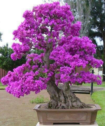 Miami Tropical Bonsai-迈阿密必去景点