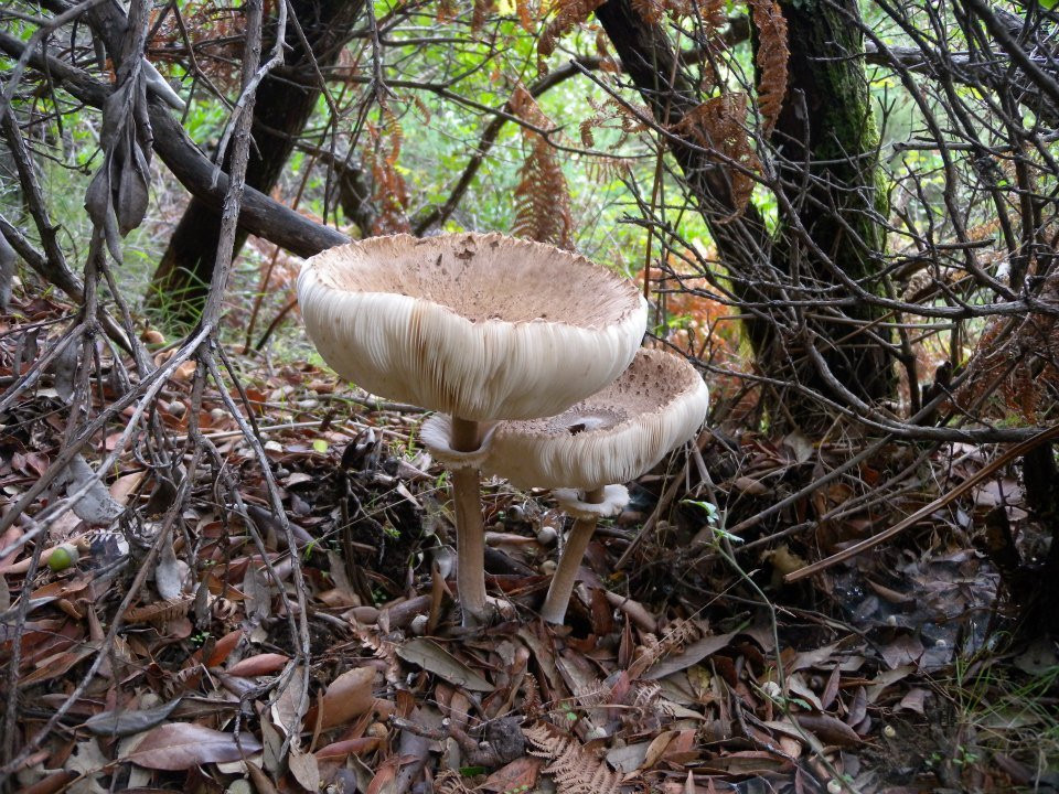 A Piedi Nel Parco景点图片