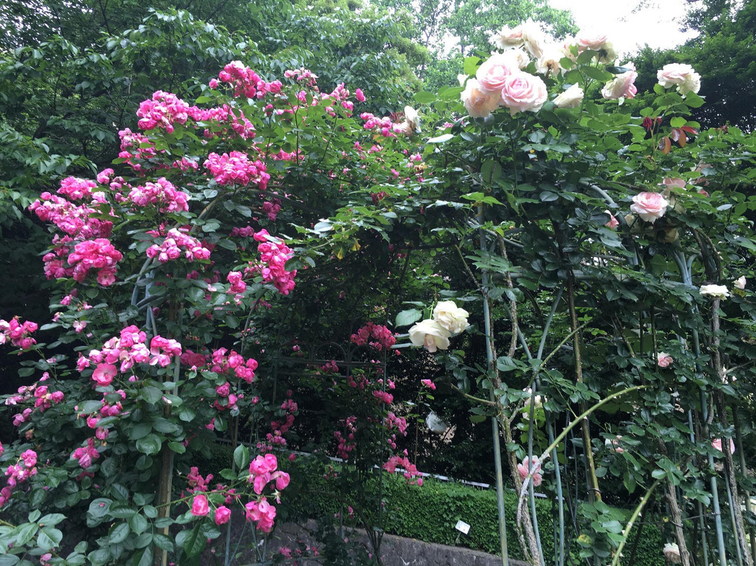 Toshi Ryokka Botanical Garden-池田市必去景点