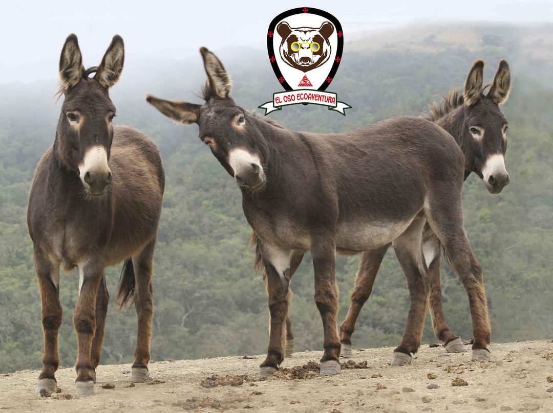 El Oso Ecoaventuras-Villa Carlos Paz必去景点