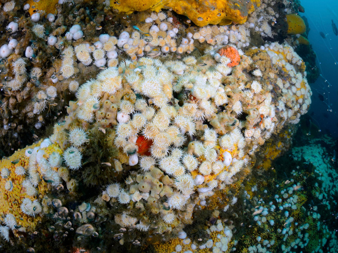 ODC Buceo-Pichidangui必去景点