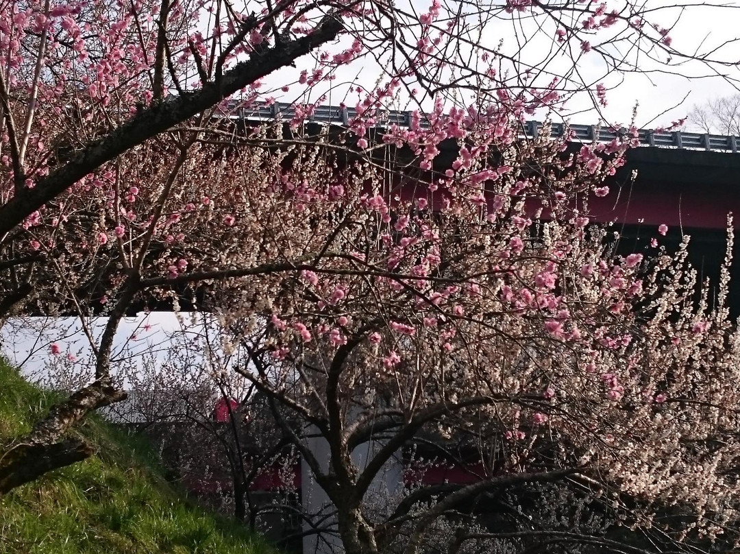 Kogezawa Plum Grove景点图片