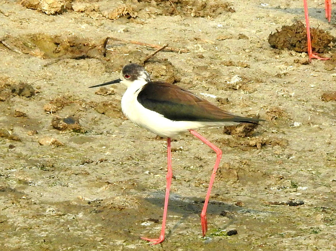 Bhindawas Wildlife  Sanctuary景点图片