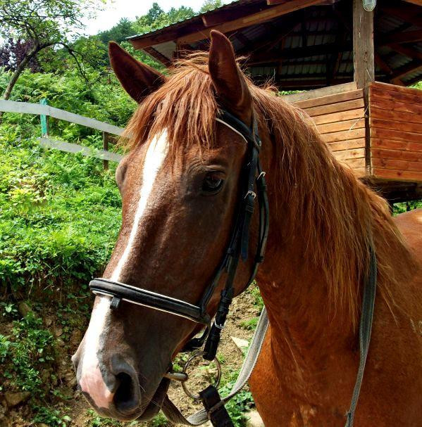 Horse Riding Club Favorit-索契必去景点