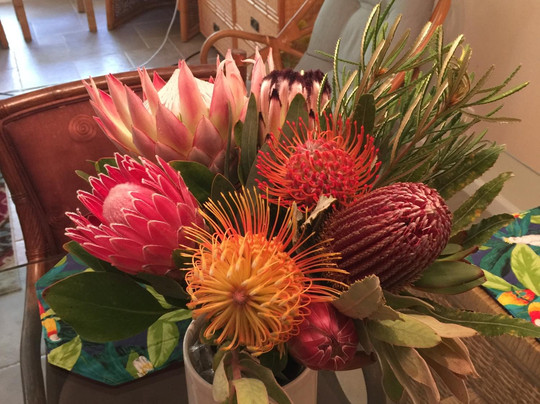 Proteas of Hawaii-库拉必去景点