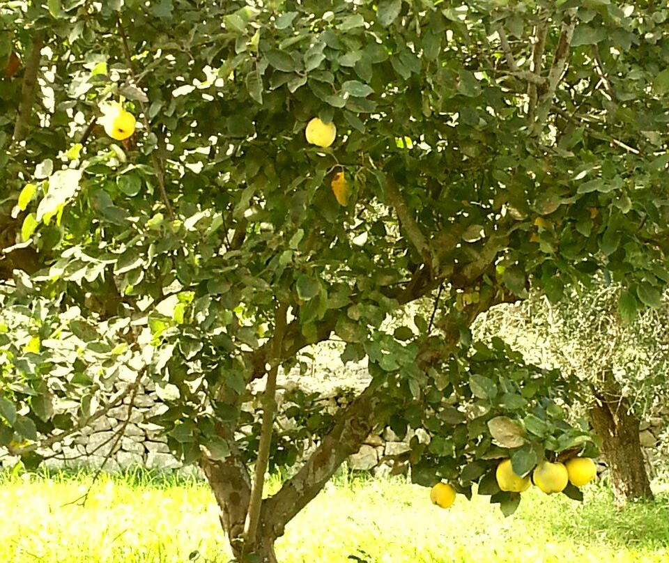 Il Trullo Veltrico主图