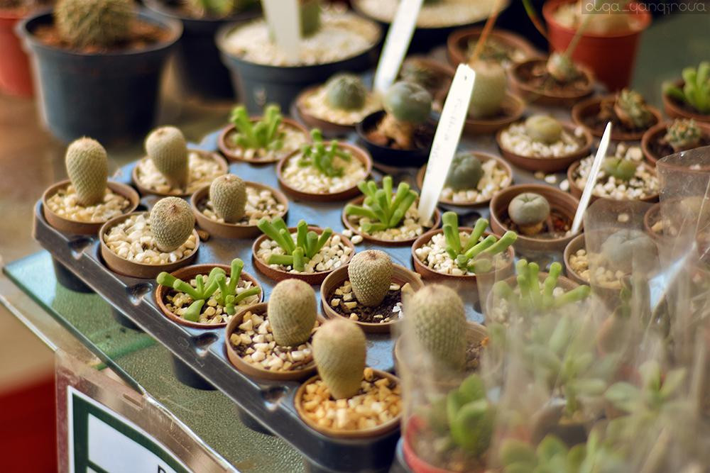 索罗卡巴旅游景点-CEAGESP Sorocaba