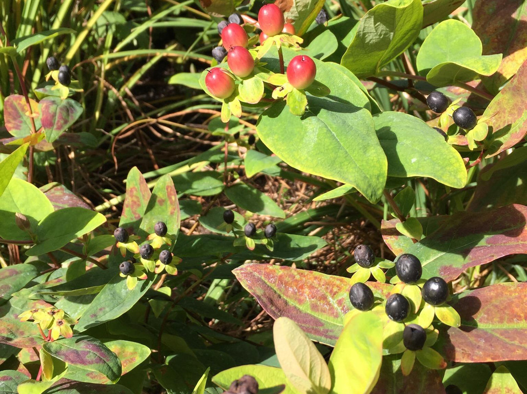 PowellsWood Garden-费德勒尔韦必去景点