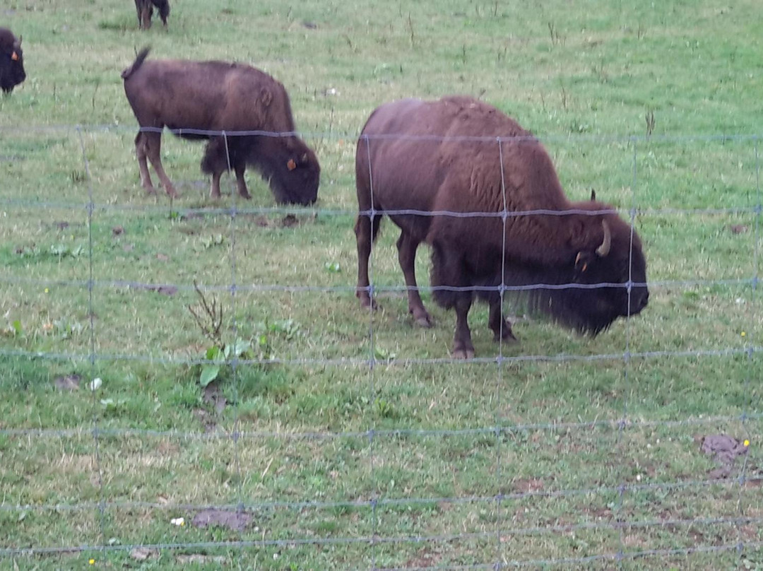 Les Bisons du Sachuron景点图片