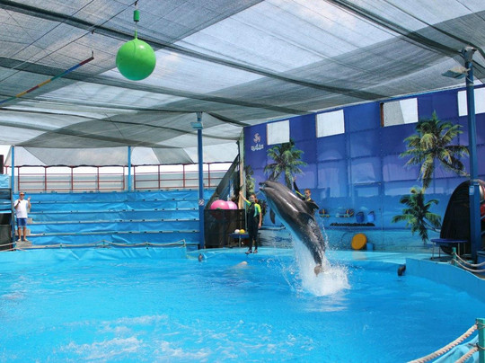 Novorossiysk Dolphinarium Sea Life-Novorossiysk必去景点