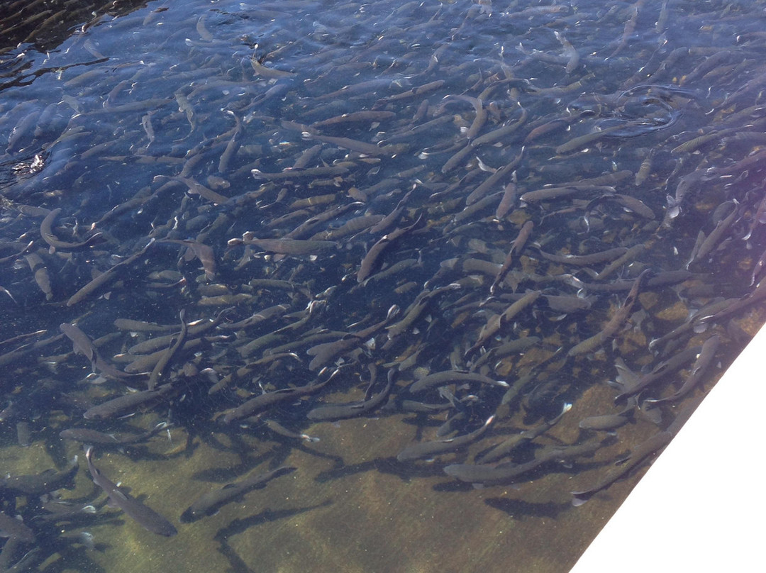 Hot Creek Fish Hatchery景点图片