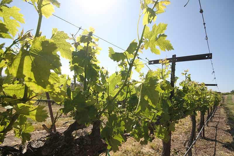 Bella Collina at La Bella Rosa主图