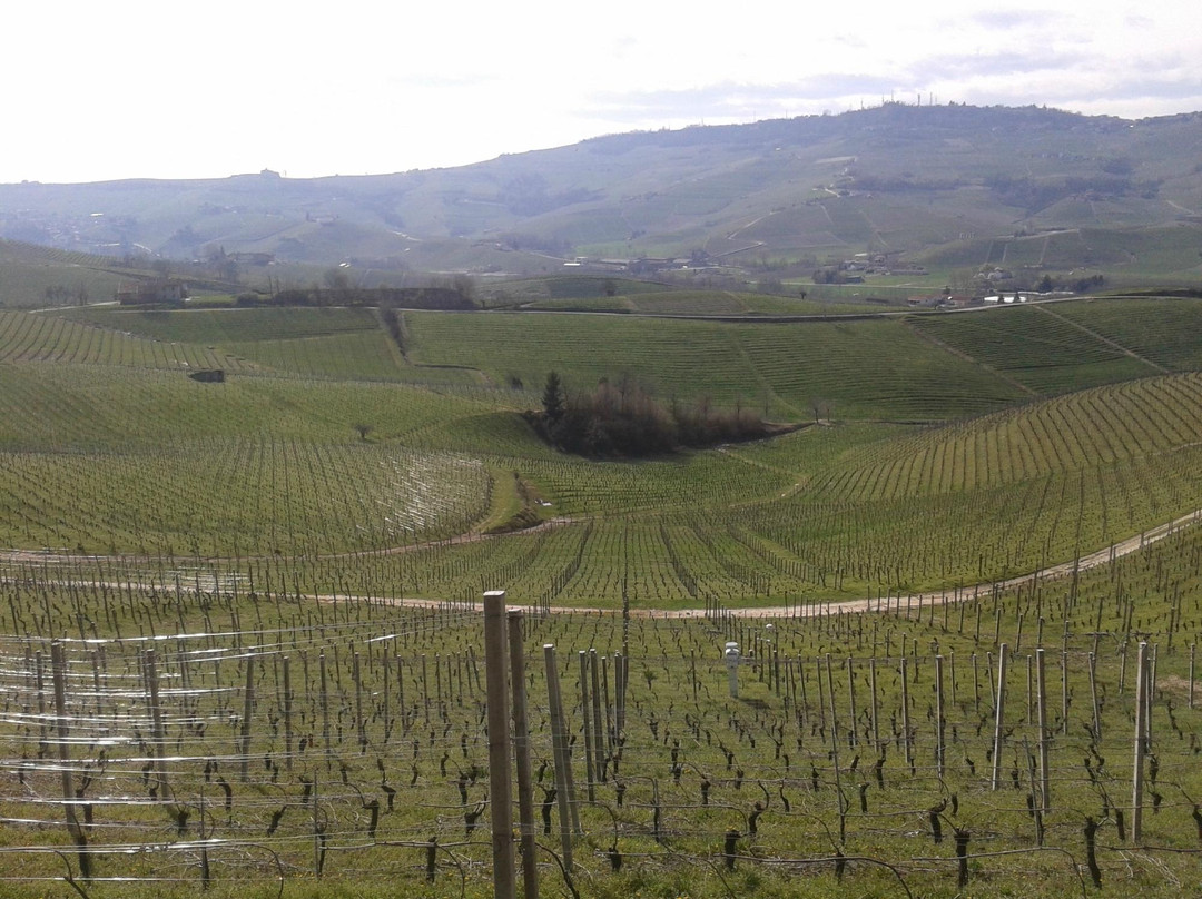 Castiglione Falletto旅游景点-Tenuta Vitivinicola Cavallotto