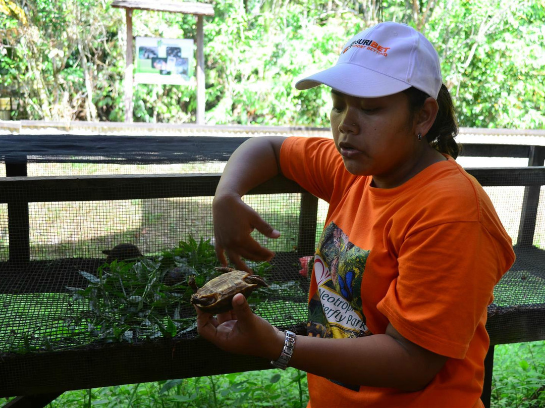 Neotropical Butterfly Park-Lelydorp必去景点