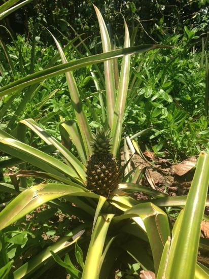 Bali Budha Tours-吉安雅必去景点