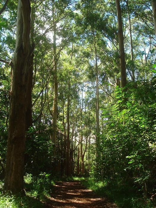 Makawao Forest Reserve-马卡瓦必去景点