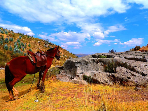Horseback Riding in Cusco By Vieja Estancia Ranch-库斯科必去景点
