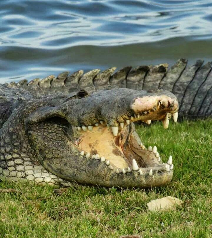 Laguna del Carpintero-坦皮科必去景点