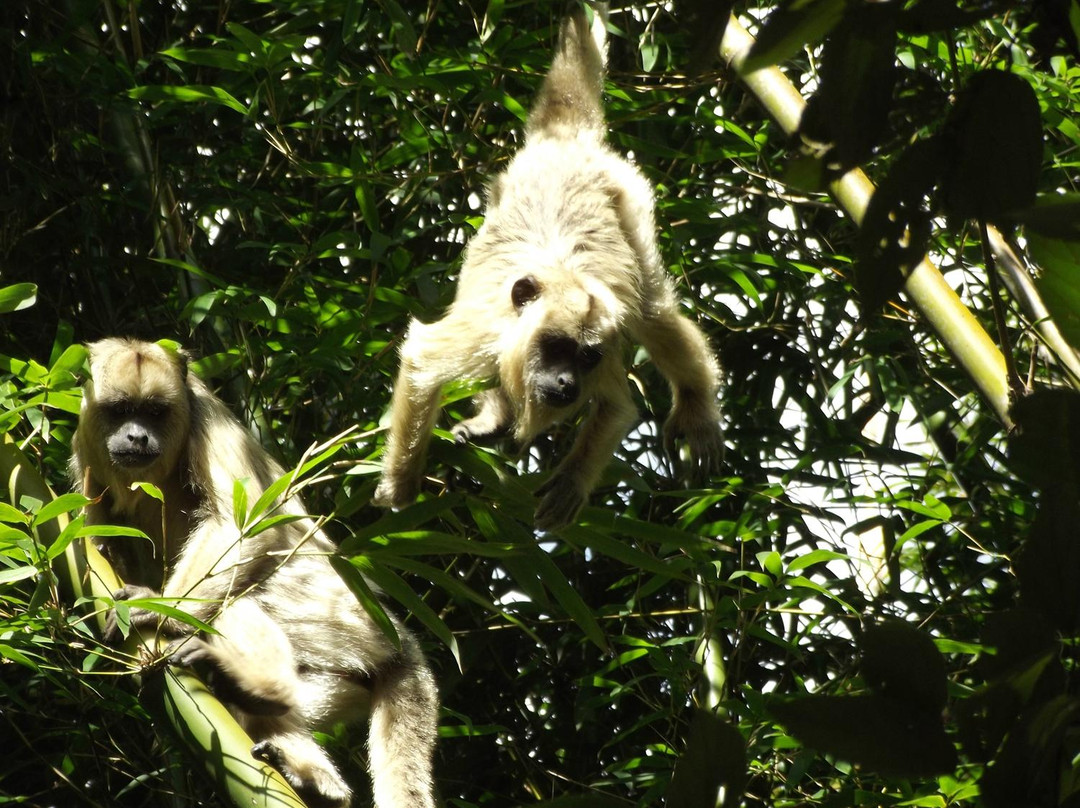沃特兰亭旅游景点-Parque Ecologico Do Matao