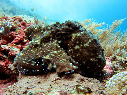 Diving Indo-沙努尔必去景点