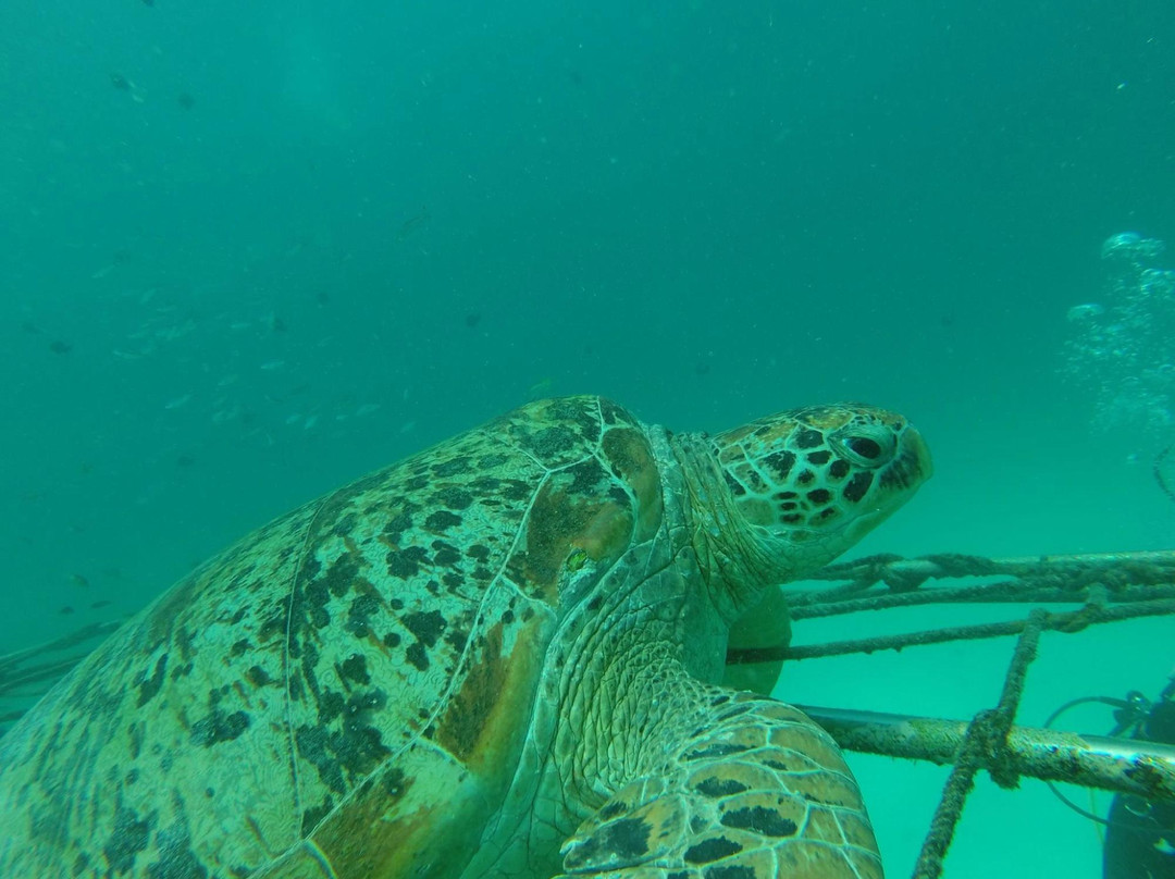 大约翰水肺潜水-仙本那必去景点