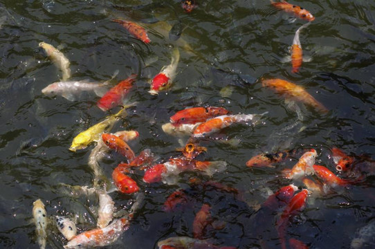 岭南印象园-广州市必去景点