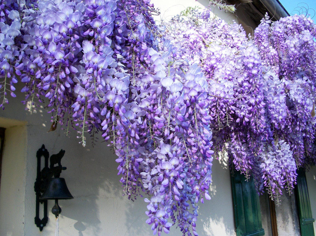 Wisteria House B & B主图