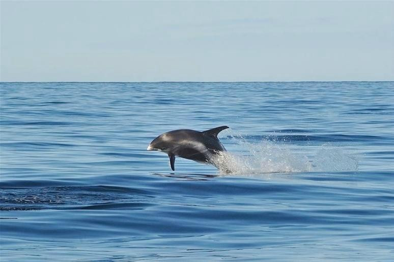 Whale Watching Hauganes-Hauganes必去景点